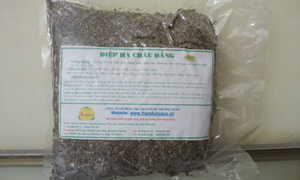 Chữa tiểu đường hiệu quả bằng cam thảo đất và diệp hạ châu